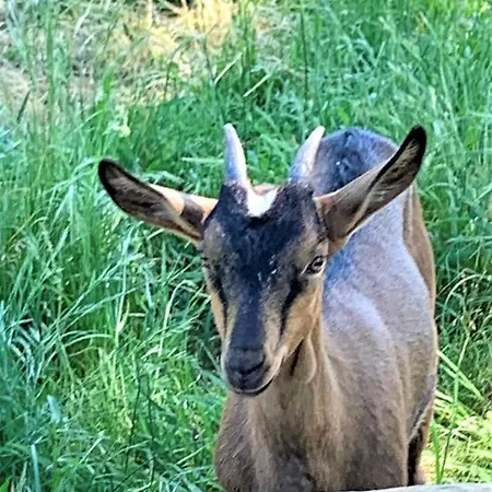 Le Castelat De Julienna 3*