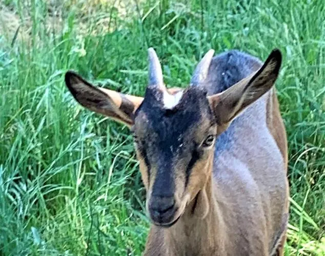 Le Castelat De Julienna 3*