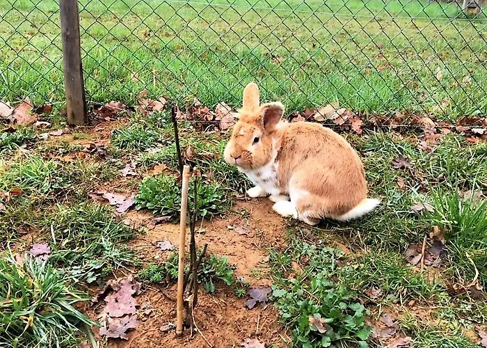 Le Castelat De Julienna Gourdon-en-quercy